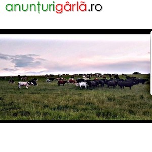 Imagine anunţ Angajam ingrijitori animale Ferma Sibiu