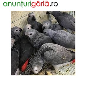 Imagine anunţ Fresh Fertile Parrots Eggs And Baby Parrots For Sale