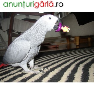 Imagine anunţ Adult and baby parrots for sale .