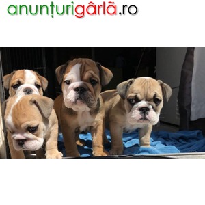 Imagine anunţ Bulldog englezesc pentru adoptare..