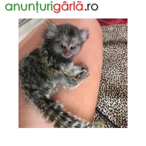 Imagine anunţ Primate disponibile pentru familii bune și îngrijitoare.