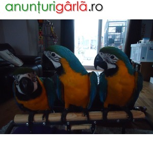 Imagine anunţ Macaw papagali pentru gata pentru iubitorii de păsări