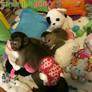 Imagine anunţ Remarcabile maimuțe capucine masculine și feminine pentru adopții.