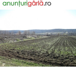 Imagine anunţ Teren agricol (2 loturi) 4951 mp, Strehaia