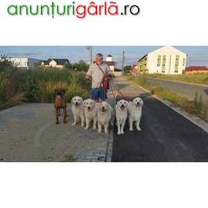 Imagine anunţ Dresaj canin la domiciliul clientului Timisoara