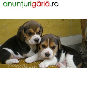 Imagine anunţ Vand catelusi beagle