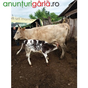 Imagine anunţ Vând vacă si vițea