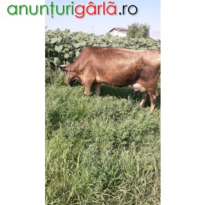 Imagine anunţ Vand vaca bruna tanara cu transport