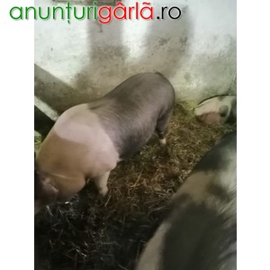 Imagine anunţ Vand porci pietrari si durok cu greutati diferite