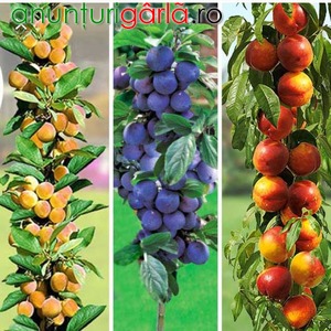 Imagine anunţ Pomi fructiferi columnari si vita de vie