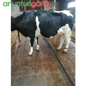 Imagine anunţ Vand 4 vaci Holstein si 1Montbeliard c