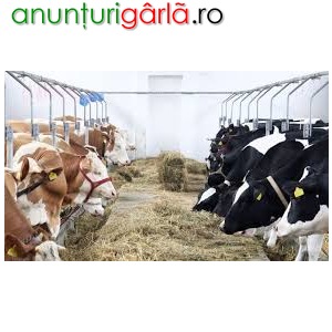 Imagine anunţ Ferma de animale Irlanda/ 1800 euro