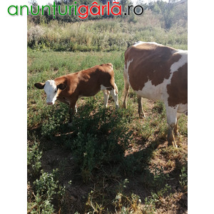 Imagine anunţ Vand vaca cu vitel baltata romaneasca,
