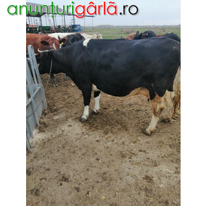 Imagine anunţ Vand o vaca Holstein gestanta in 8 luni .Este la a 5 fatare.Dupa fatare da in jur de 30l de lapte pe zi.