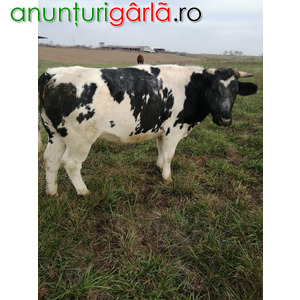 Imagine anunţ vand vaci Holstein , baltate romanesti, Angus si juninci charolaise