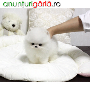 Imagine anunţ Sănătos Puii Pomeranian disponibili