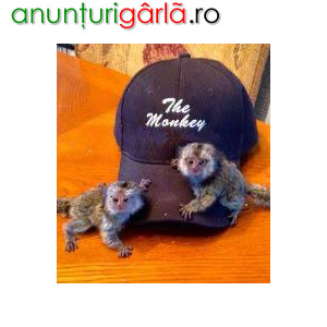 Imagine anunţ Maimuță de marmot pigmeu disponibilă ( vanessacinosara@gmail.com )