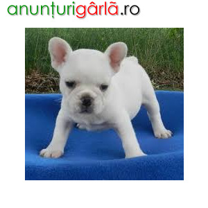 Imagine anunţ Pui de Bulldog francez alb gata să plece acum