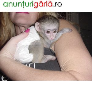 Imagine anunţ Sunt disponibile maimuțe de cimpanzeu, capucin, veveriță, păianjen și marmoset