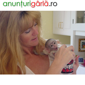 Imagine anunţ Sunt disponibile maimuțe de cimpanzeu, capucin, veveriță, păianjen și marmoset