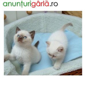 Imagine anunţ Cute Ragdoll kittens