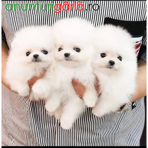 Imagine anunţ Minunați pui de Pomeranian disponibili