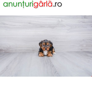 Imagine anunţ Yorkie and poodle puppies available