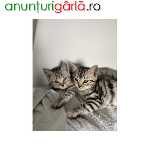 Imagine anunţ bengal kittens available