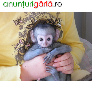 Imagine anunţ Beždžionės voverės, beždžionės kapucinai, beždžionės vorai, šimpanzės ir marmozetės.