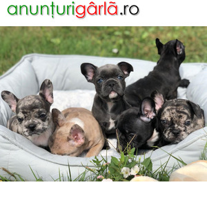 Imagine anunţ Calitate Bulldog Puppies Franceze.