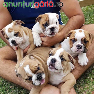 Imagine anunţ Magnifică Puppies buldog englezesc