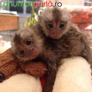 Imagine anunţ Maimuțe marmoset superbe gata pentru o nouă casă