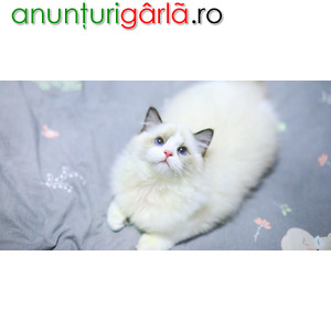 Imagine anunţ Ragdoll kittens