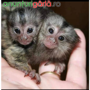 Imagine anunţ Uimitoare maimuțe marmoset de vânzare