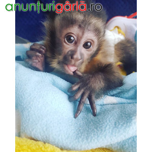Imagine anunţ Maimuțe veveriță, maimuțe capucine, maimuțe păianjen, cimpanzei și marmosets de vânzare