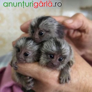 Imagine anunţ Maimuțe marmoset fermecătoare de vânzare