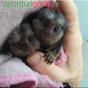 Imagine anunţ Maimuțe marmoset frumoase de vânzare