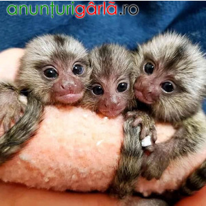 Imagine anunţ Maimuțe marmoset remarcabile disponibile