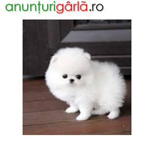 Imagine anunţ Cățeluși de Pomeranian Cățeii