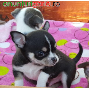Imagine anunţ De vânzare cățeluș Chihuahua