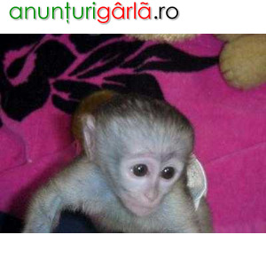 Imagine anunţ Drăguțe și adorabile maimuțe capucine pentru adopție