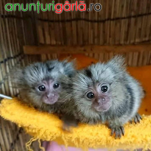 Imagine anunţ Maimuțe marmoset minunate disponibile