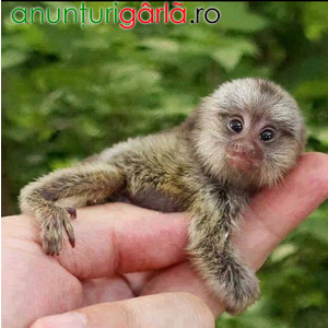 Imagine anunţ Mascul și femela maimuță marmoset de vânzare.