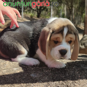 Imagine anunţ catelus beagle disponibil
