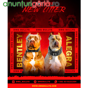 Imagine anunţ American Bully / Pit Bull Terrier cățeluși