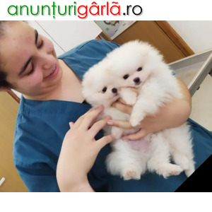 Imagine anunţ Cățeluș Pomeranian Alb Neprețuit Pentru Adopție