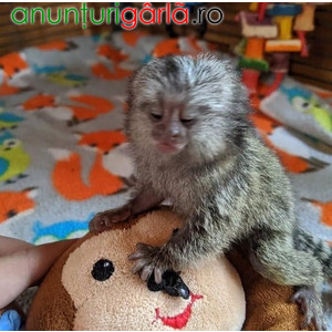 Imagine anunţ Maimuță marmoset pigmeă disponibilă
