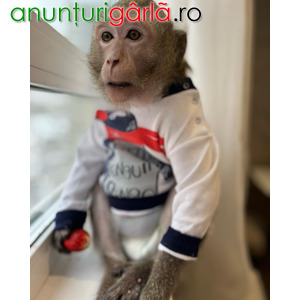 Imagine anunţ Masculi și femele de maimuțe macac javaneze disponibile