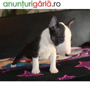 Imagine anunţ Mini Bull Terrier cățeluși