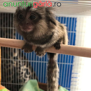 Imagine anunţ Excelenți masculi și femele maimuțe marmoset de vânzare